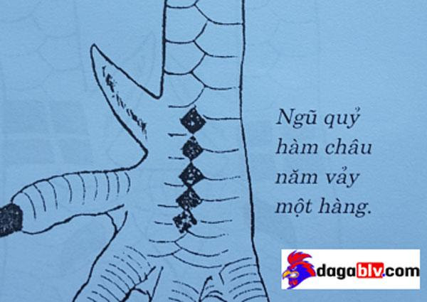 Tổng hợp 20 loại vảy gà chọi độc và hiếm gặp 7 Tổng hợp 20 loại vảy gà chọi độc và hiếm gặp Vảy gà ngũ quỷ - vảy gà chọi linh kê