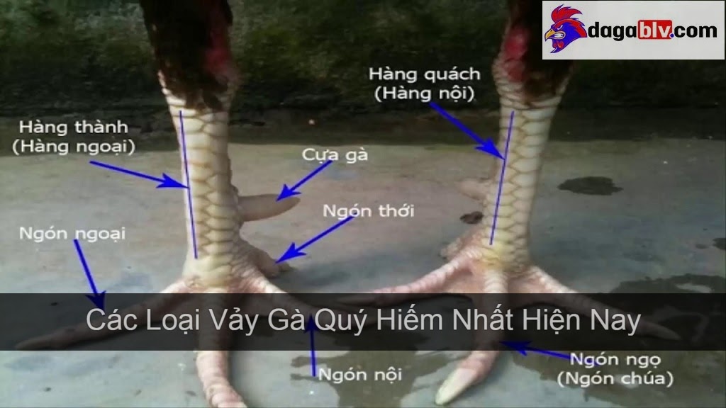 Tổng hợp 20 loại vảy gà chọi độc và hiếm gặp 1 Tổng hợp 20 loại vảy gà chọi độc và hiếm gặp Vảy gà chọi độc - 78 vảy gà tốt nên chọi