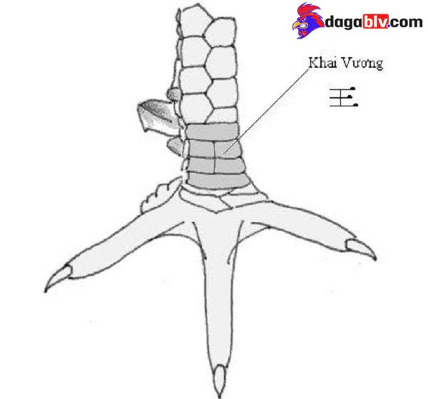 Tổng hợp 20 loại vảy gà chọi độc và hiếm gặp 4 Tổng hợp 20 loại vảy gà chọi độc và hiếm gặp Vảy gà chọi độc khai vương