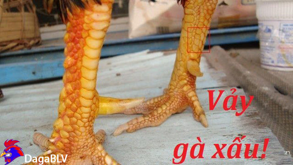 6 CÁCH CHỌN GÀ CHỌI ĐÒN HAY BÁCH CHIẾN BÁCH THẮNG 3 6 CÁCH CHỌN GÀ CHỌI ĐÒN HAY BÁCH CHIẾN BÁCH THẮNG Vảy gà xấu