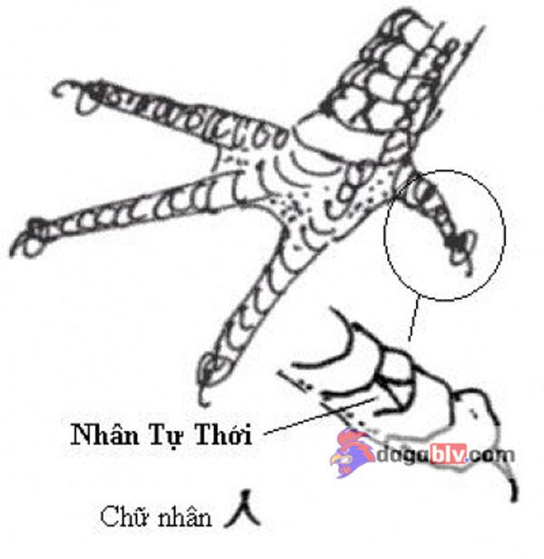 Tổng hợp 20 loại vảy gà chọi độc và hiếm gặp 8 Tổng hợp 20 loại vảy gà chọi độc và hiếm gặp Vảy gà nhân tự thới - Vảy gà thần kê