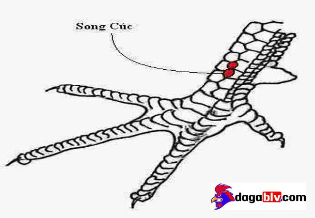 Tổng hợp 20 loại vảy gà chọi độc và hiếm gặp 12 Tổng hợp 20 loại vảy gà chọi độc và hiếm gặp Vảy song cúc - vảy gà chọi hiếm