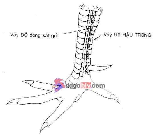 Tổng hợp 20 loại vảy gà chọi độc và hiếm gặp 6 Tổng hợp 20 loại vảy gà chọi độc và hiếm gặp Vảy gà úp hậu - Cách xem tướng gà chọi thần kê
