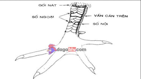 Tổng hợp 20 loại vảy gà chọi độc và hiếm gặp 11 Tổng hợp 20 loại vảy gà chọi độc và hiếm gặp Vảy vấn cán - vảy gà chọi hay nhất