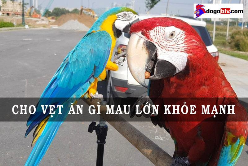 Cho vẹt ăn gì tốt nhất? Cách chăm sóc vẹt khỏe mạnh 1 Cho vẹt ăn gì tốt nhất? Cách chăm sóc vẹt khỏe mạnh Các loại vẹt phổ biến ở Việt Nam