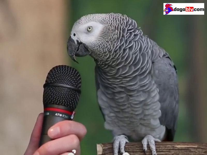 Cho vẹt ăn gì tốt nhất? Cách chăm sóc vẹt khỏe mạnh 4 Cho vẹt ăn gì tốt nhất? Cách chăm sóc vẹt khỏe mạnh Vẹt Einstein bắt chước được 200 thứ tiếng