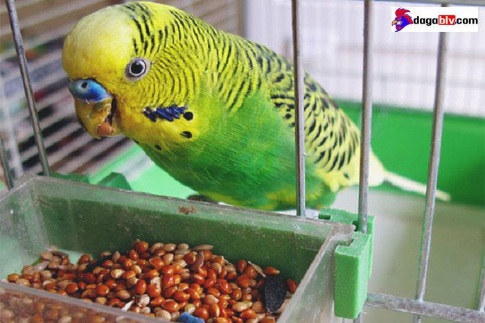 Cho vẹt ăn gì tốt nhất? Cách chăm sóc vẹt khỏe mạnh 2 Cho vẹt ăn gì tốt nhất? Cách chăm sóc vẹt khỏe mạnh Vẹt ăn gì mau biết nói?