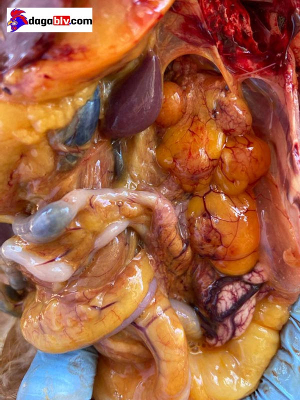 Bệnh e.coli trên gà viêm phúc mạc