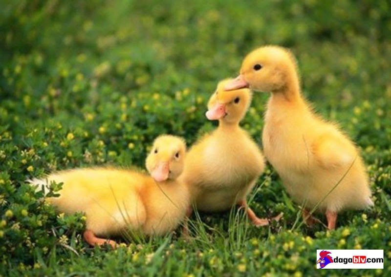 Vịt con ăn gì? Giải đáp thắc mắc về thức ăn cho vịt con mau lớn 3 Vịt con ăn gì? Giải đáp thắc mắc về thức ăn cho vịt con mau lớn Thức ăn cho vịt con mới nở