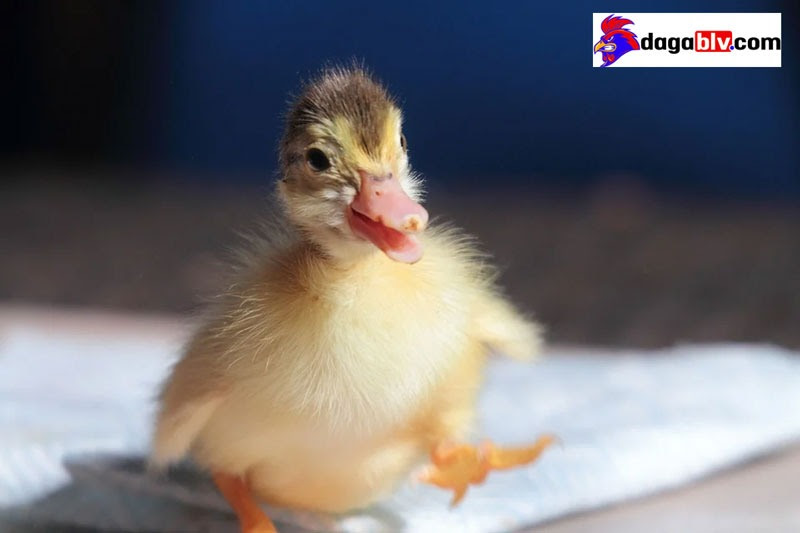 Vịt con ăn gì? Giải đáp thắc mắc về thức ăn cho vịt con mau lớn 6 Vịt con ăn gì? Giải đáp thắc mắc về thức ăn cho vịt con mau lớn Cách phòng bệnh cho vịt con