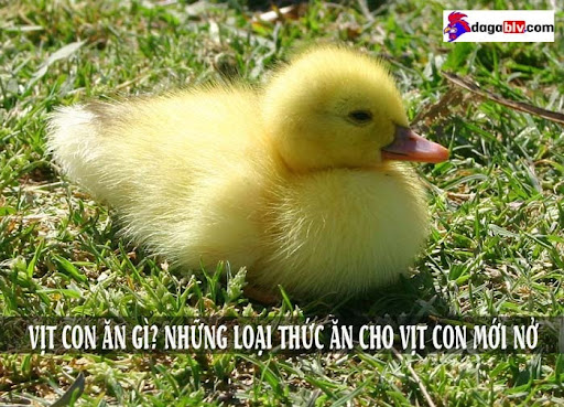 vịt con ăn gì