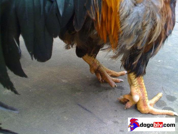 Đổi cây vàng "săn" gà hiếm
