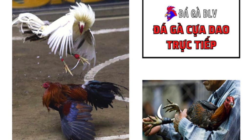 đá gà cựa dao