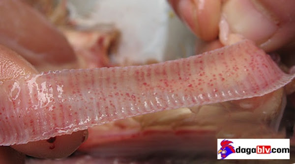 BỆNH ILT TRÊN GÀ - VIÊM THANH KHÍ QUẢN TRUYỀN NHIỄM 6 BỆNH ILT TRÊN GÀ - VIÊM THANH KHÍ QUẢN TRUYỀN NHIỄM Bệnh tích xuất huyết khí quản, các mảng niêm mạc có máu kéo thành những vệt dài