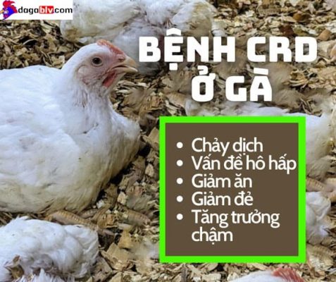 Bệnh CRD ở gà