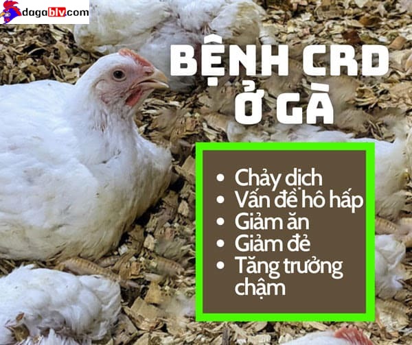 BỆNH CRD Ở GÀ - BỆNH HÔ HẤP MÃN TÍNH 1 BỆNH CRD Ở GÀ - BỆNH HÔ HẤP MÃN TÍNH Bệnh CRD ở gà