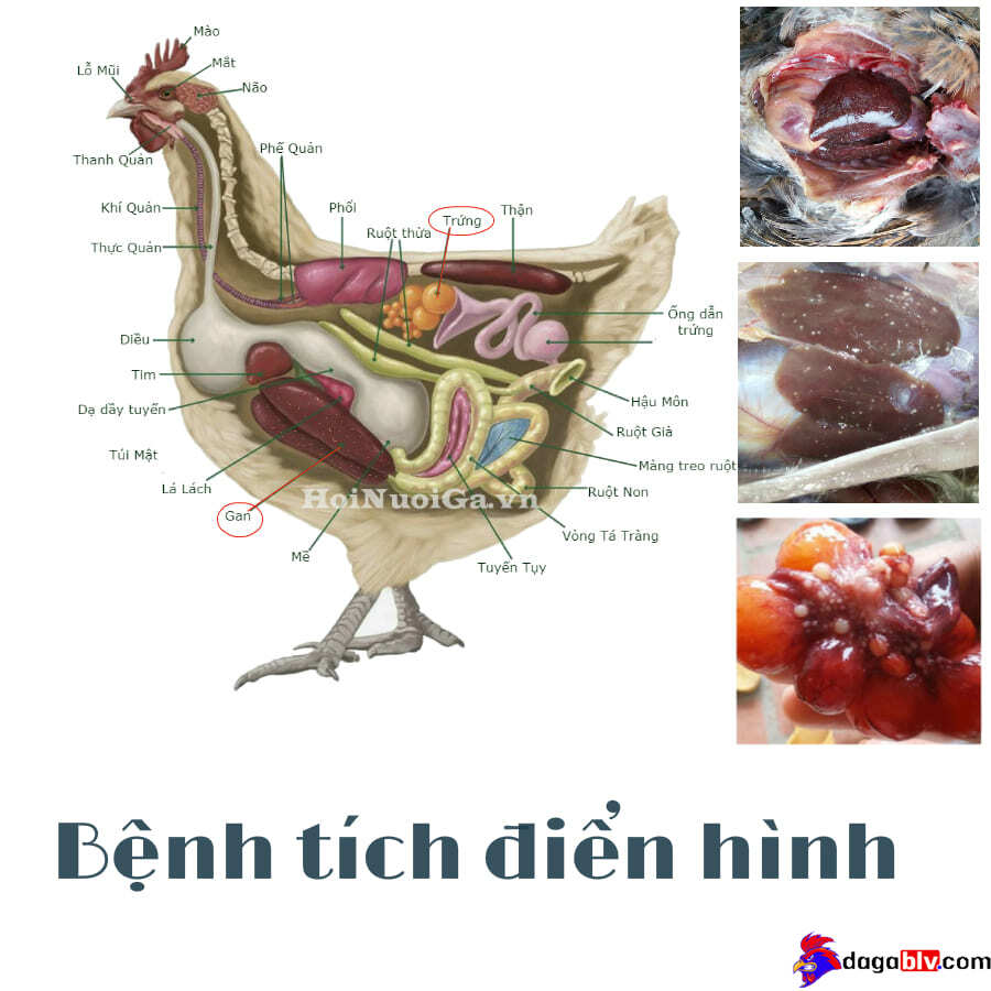Bệnh tích bệnh thương hàn ở gà con