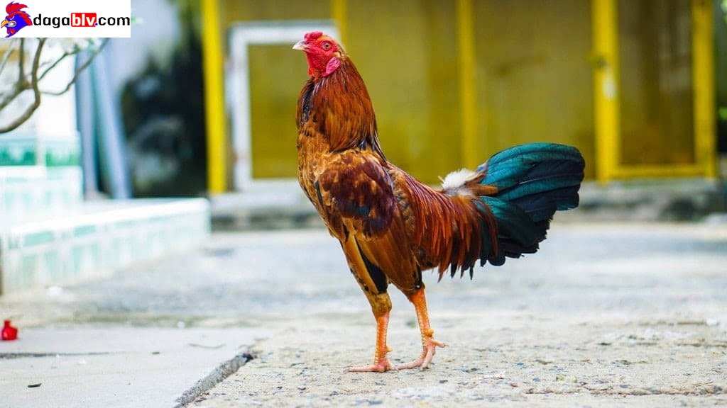 Không nhốt gà quá lâu cũng là cách làm cho gà chọi máu chiến hơn