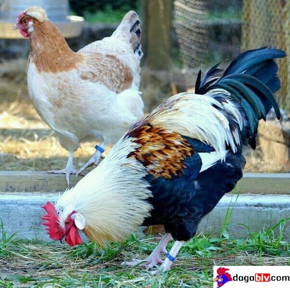Bật mí những cách chọn gà chọi con có tố chất chiến kê khuấy đảo mọi sàn đấu 2 Bật mí những cách chọn gà chọi con có tố chất chiến kê khuấy đảo mọi sàn đấu Chọn gà bố mẹ có gen tốt là cách mà anh em có thể tham khảo cách chọn gà chọi con