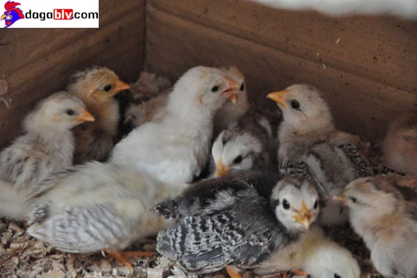 Bật mí những cách chọn gà chọi con có tố chất chiến kê khuấy đảo mọi sàn đấu 3 Bật mí những cách chọn gà chọi con có tố chất chiến kê khuấy đảo mọi sàn đấu Cách chọn gà chọi con lanh lợi thường được đánh giá cao hơn