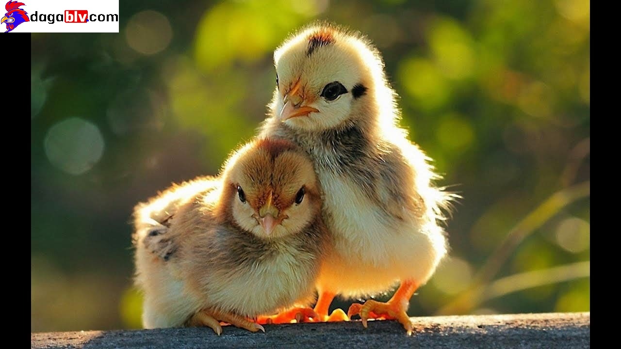 Bật mí những cách chọn gà chọi con có tố chất chiến kê khuấy đảo mọi sàn đấu 4 Bật mí những cách chọn gà chọi con có tố chất chiến kê khuấy đảo mọi sàn đấu Cách chọn gà chọi con , gà chọi đòn hay theo màu lông