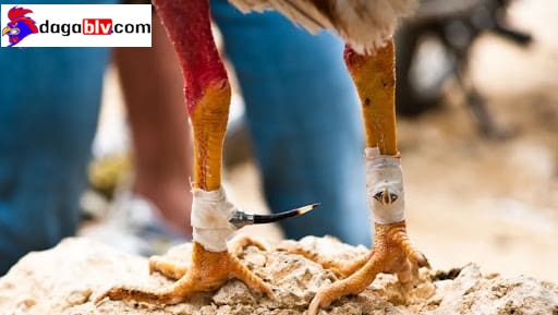 Chú ý bọc vải cẩn thận khi cho gà đá giao lưu 