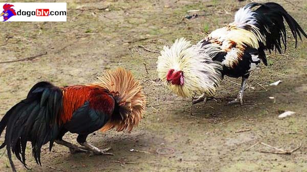 Cách làm cho gà chọi máu chiến khi tham gia trận đấu
