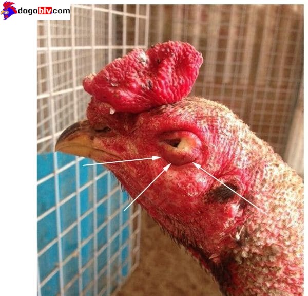Nguyên Nhân Gà Bị Sưng Mắt – Cách Chữa Bệnh Hiệu Quả Chỉ Sau 7 Ngày 2 Nguyên Nhân Gà Bị Sưng Mắt – Cách Chữa Bệnh Hiệu Quả Chỉ Sau 7 Ngày Nguyên nhân khiến gà bị sưng mắt