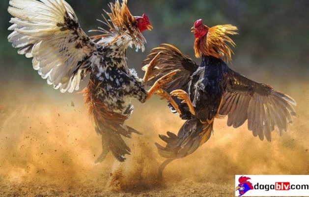 cách làm cho gà chọi máu chiến