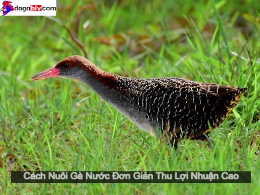 Con gà nước miền tây