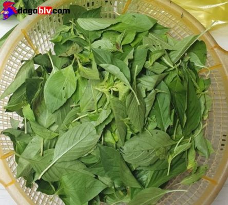 Bật mí cách nấu gà lá é Đà Lạt thơm ngon đậm vị 2 Bật mí cách nấu gà lá é Đà Lạt thơm ngon đậm vị Lá é trắng