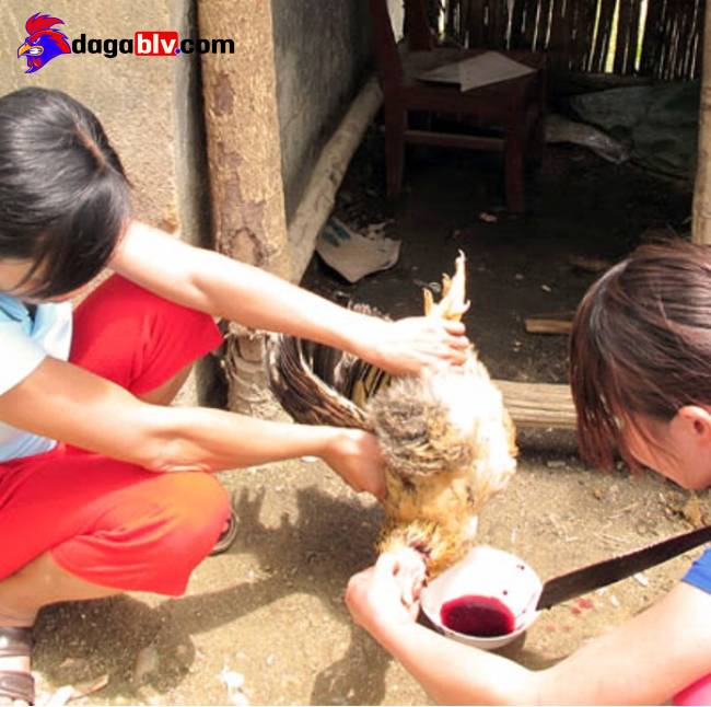 4 cách làm thịt gà sống 2 4 cách làm thịt gà sống Bắt và cắt cổ gà