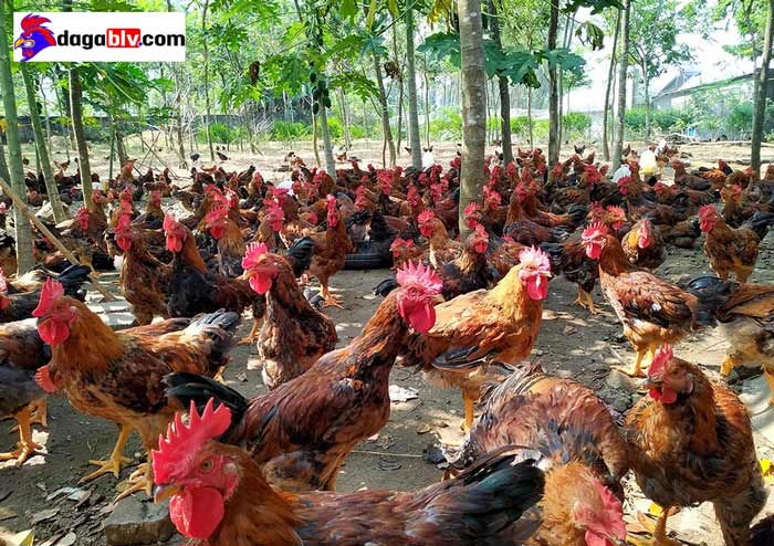 Kế hoạch nuôi gà thịt