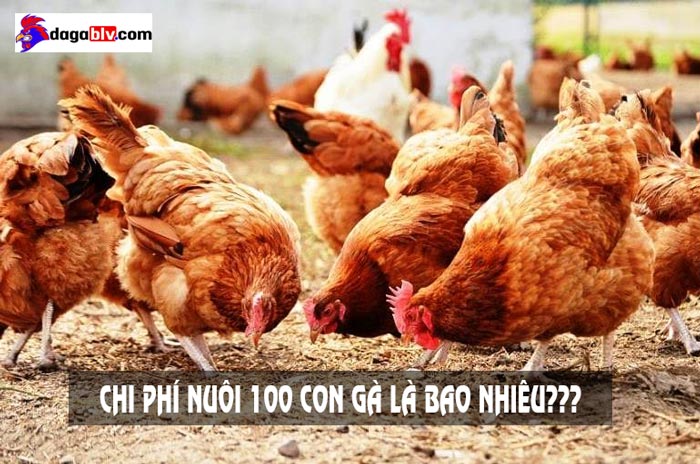 chi phí nuôi 100 con gà