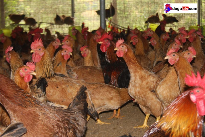 Lập kế hoạch chăn nuôi gà thả vườn