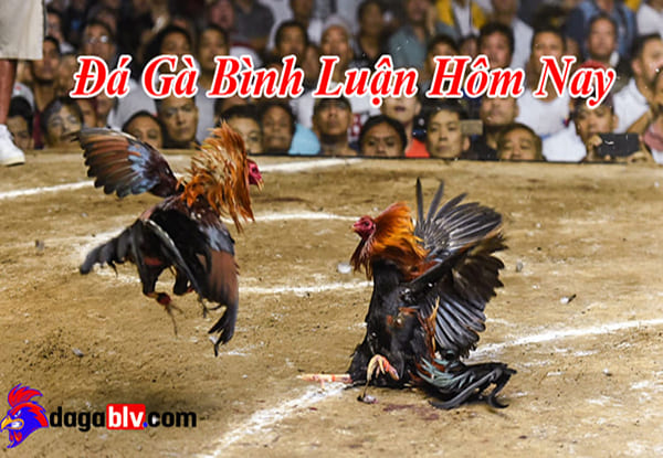 ĐÁ GÀ BÌNH LUẬN VIÊN Xem chọi gà bình luận mới nhất ngay bây giờ