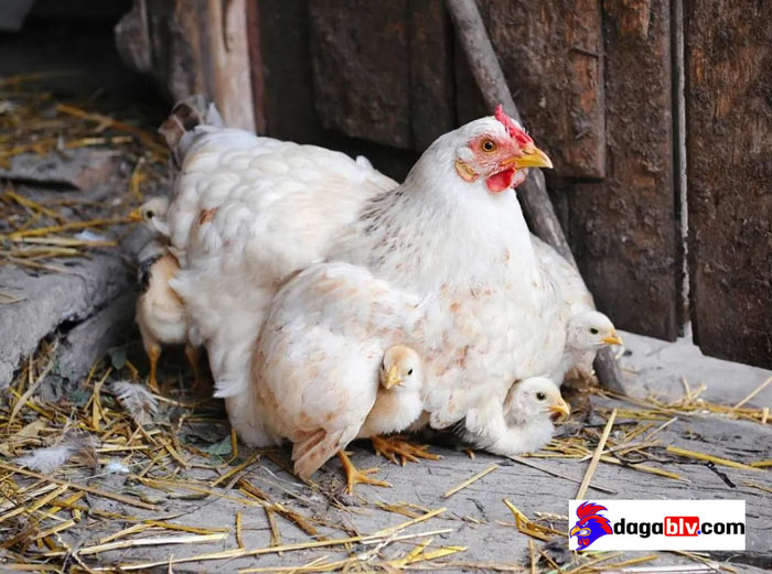 Kỹ thuật ấp trứng gà - Gà ấp bao nhiêu ngày thì nở