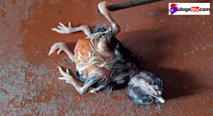Gà bị dị tật do không nở đúng ngày