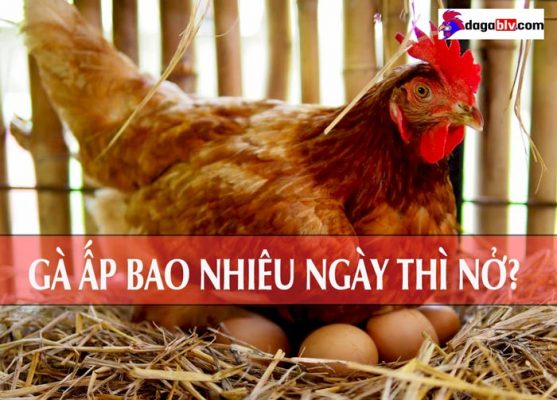 gà ấp bao nhiêu ngày thì nở