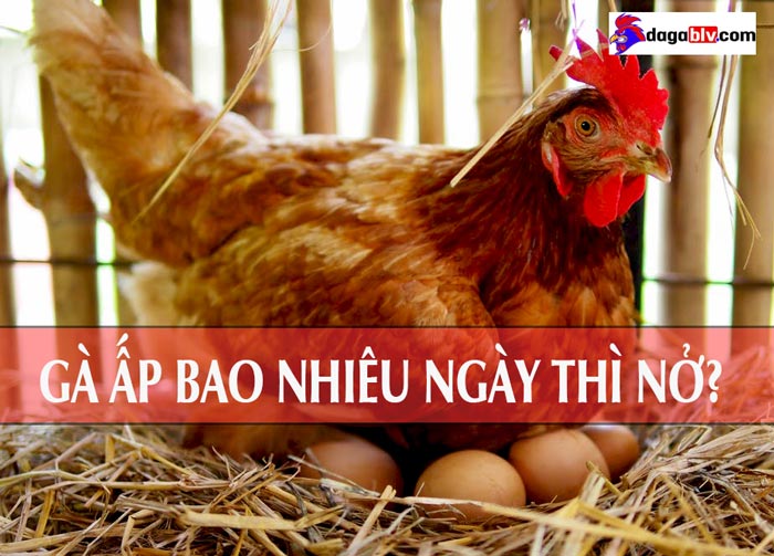 Gà ấp bao nhiêu ngày thì nở