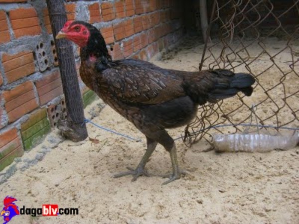 Đặc điểm gà chọi Bình Định