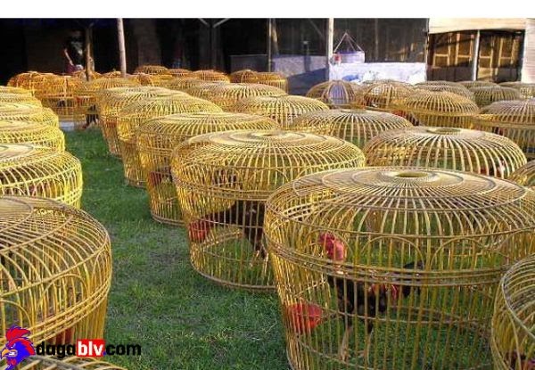 Mua bán gà chọi Bình Định