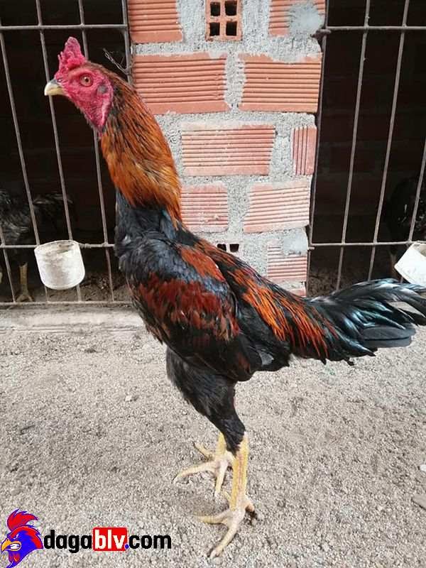 Gà chọi Bình Định chiến