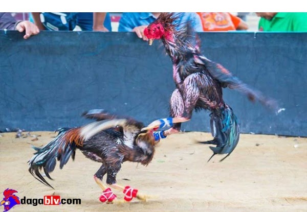 Gà đá Bình Định