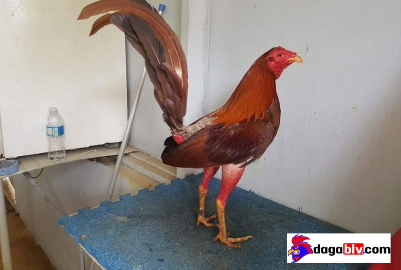 Gà Cuban - Dòng gà chọi nổi tiếng với nghệ thuật săn đầu đối thủ 1 Gà Cuban - Dòng gà chọi nổi tiếng với nghệ thuật săn đầu đối thủ gà cuban