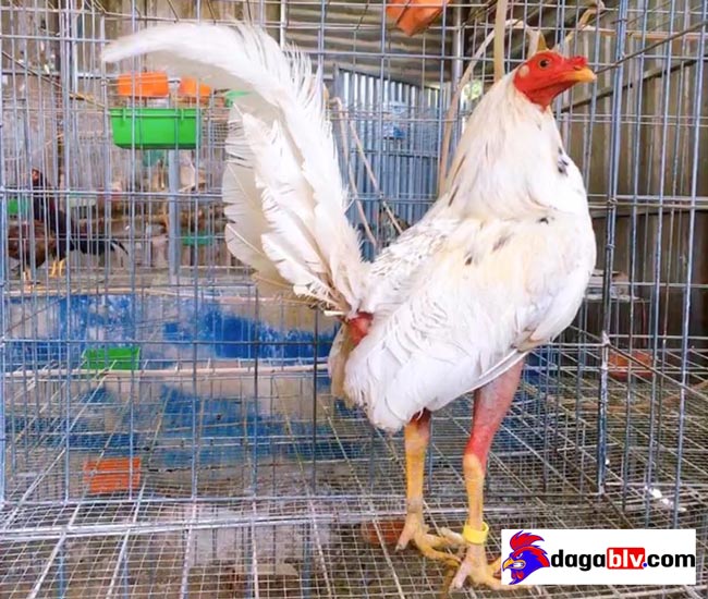 Gà Cuban - Dòng gà chọi nổi tiếng với nghệ thuật săn đầu đối thủ 4 Gà Cuban - Dòng gà chọi nổi tiếng với nghệ thuật săn đầu đối thủ gà tre cuban