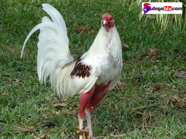 Gà Cuban - Dòng gà chọi nổi tiếng với nghệ thuật săn đầu đối thủ 3 Gà Cuban - Dòng gà chọi nổi tiếng với nghệ thuật săn đầu đối thủ đặc điểm gà cuban
