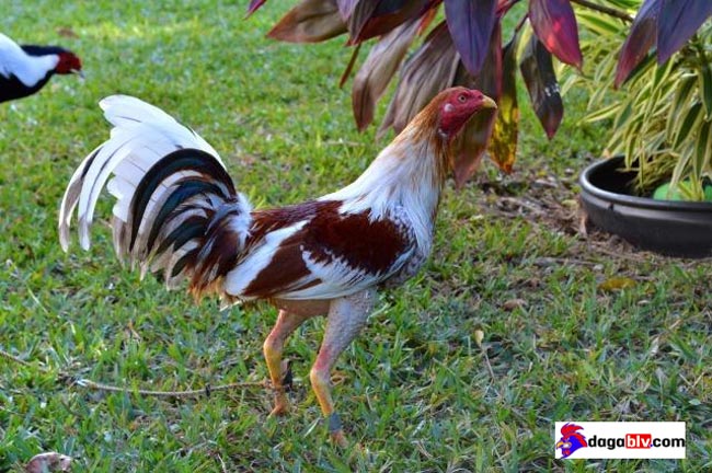 Gà Cuban - Dòng gà chọi nổi tiếng với nghệ thuật săn đầu đối thủ 2 Gà Cuban - Dòng gà chọi nổi tiếng với nghệ thuật săn đầu đối thủ gà chọi cuban