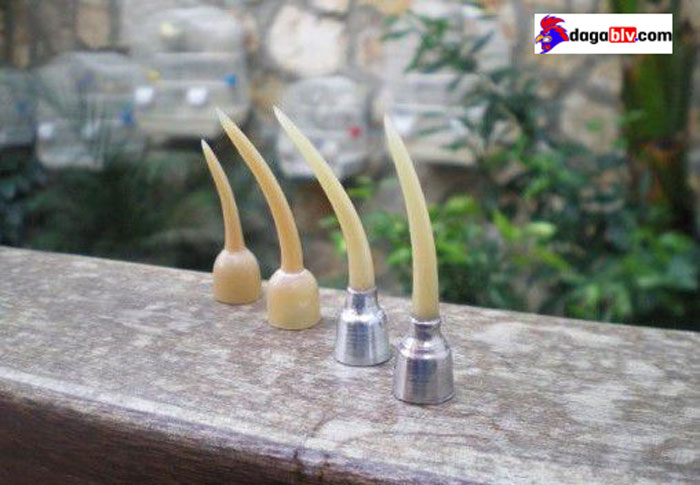 Gà Cuban - Dòng gà chọi nổi tiếng với nghệ thuật săn đầu đối thủ 5 Gà Cuban - Dòng gà chọi nổi tiếng với nghệ thuật săn đầu đối thủ cựa tháp