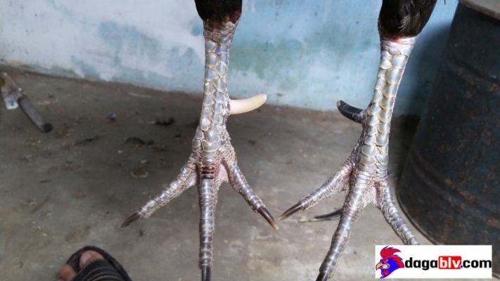 Cách xem tướng gà đá thông qua lớp vảy của gà